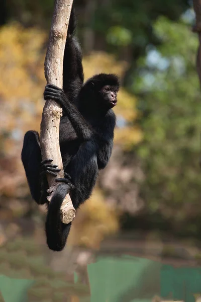 Peruwiański Spider Monkey Ateles Chamek Siedzi Drzewie — Zdjęcie stockowe
