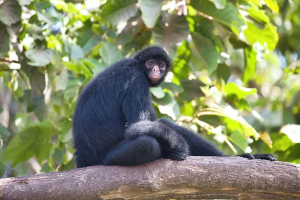 Peruanska Spider Monkey Ateles Chamek Sitter Ett Träd — Stockfoto