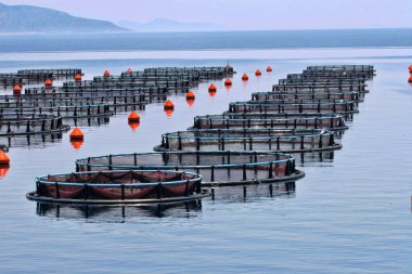 Yapay balık denizde, Greec yetiştiriciliği