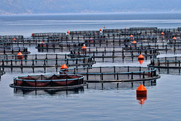 Peixes Artificiais Mar Greec — Fotografia de Stock