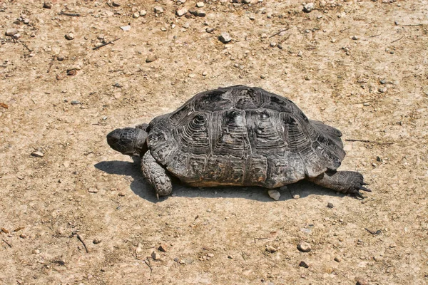 Adult Common Tortoise Fudo Feca Греция — стоковое фото