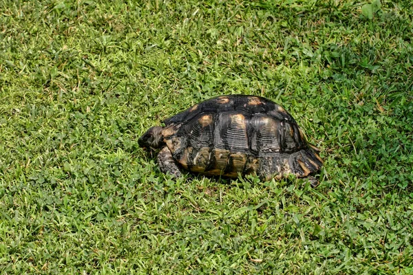 Adult Common Tortoise Fudo Feca Греция — стоковое фото