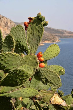 Kırmızı meyve, Yunanistan ile büyük Opuncia