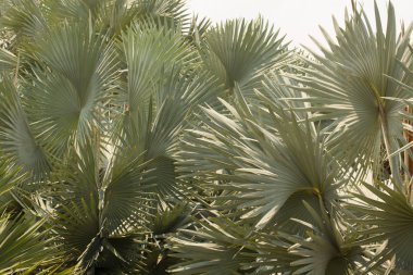 Singapur Marina Bay, Singapur