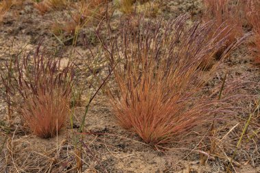 Kıyı bitki örtüsü, Finlandiya