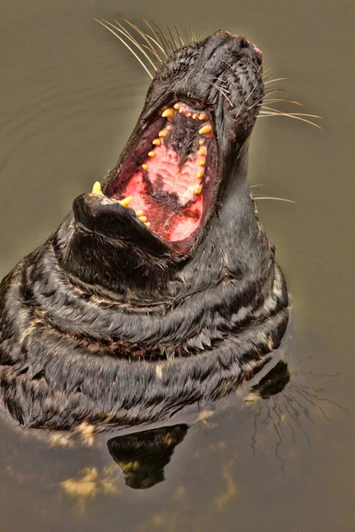 Grijze Zeehond Halichoerus Grypus Oostzee Litouwen — Stockfoto