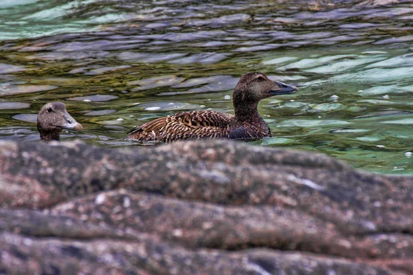 Eider Común Somateria Mollissima Con Los Jóvenes Noruega — Foto de Stock