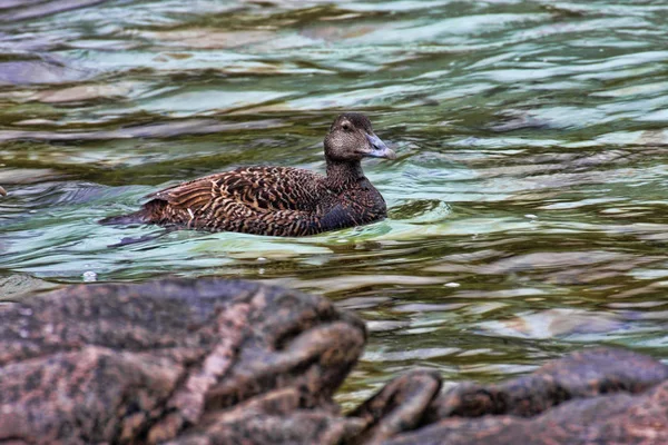 Eider Común Somateria Mollissima Noruega — Foto de Stock