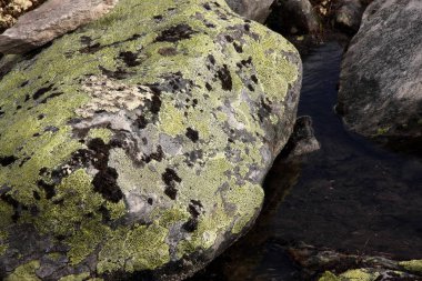 Liken Dovrefjell Milli Parkı, Norveç'te taş kaplı