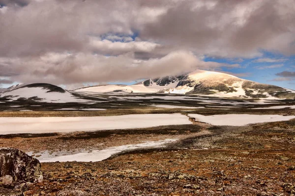 Campo Parque Nacional Dovrefjell Noruega — Foto de Stock