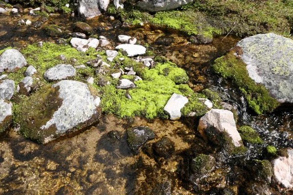 Pedras Cobertas Com Líquenes Parque Nacional Dovrefjell Noruega — Fotografia de Stock