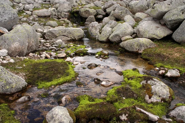 Pedras Cobertas Com Líquenes Parque Nacional Dovrefjell Noruega — Fotografia de Stock