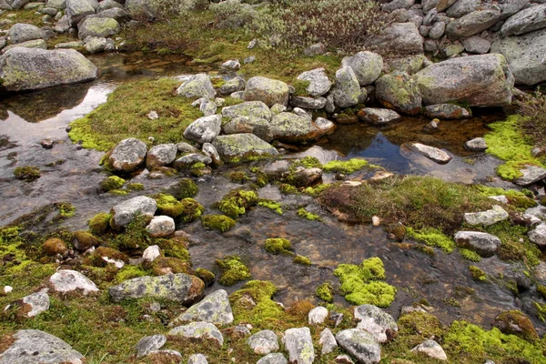 Pedras Cobertas Com Líquenes Parque Nacional Dovrefjell Noruega — Fotografia de Stock