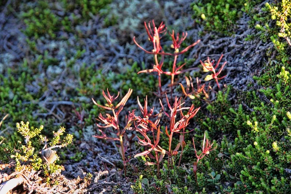 Trucos Flores Montaña Noruega —  Fotos de Stock