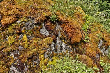 Halı yosun buzlu, Norveç
