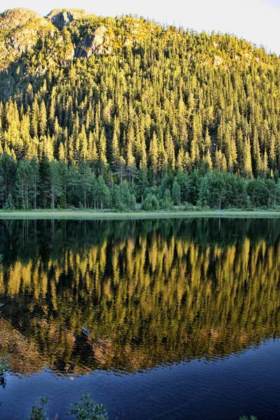 Floresta Reflete Lago Noruega Escandinávia — Fotografia de Stock