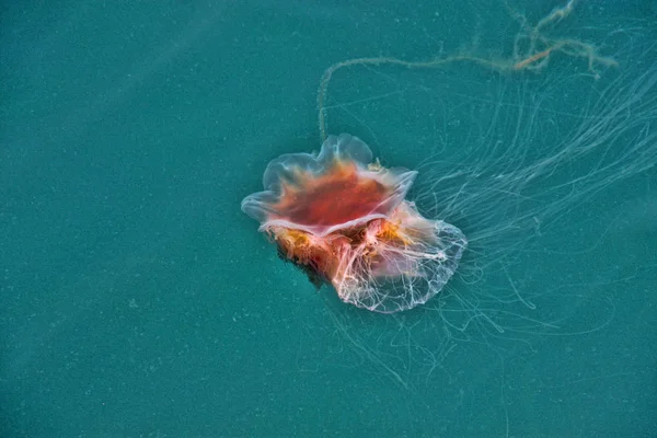 Jedna Meduza Pływa Morzu Północnym Norwegia — Zdjęcie stockowe