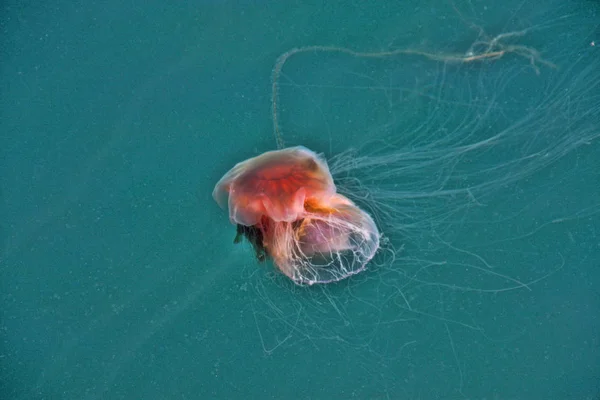 one Medusa floats in the North Sea, Norway