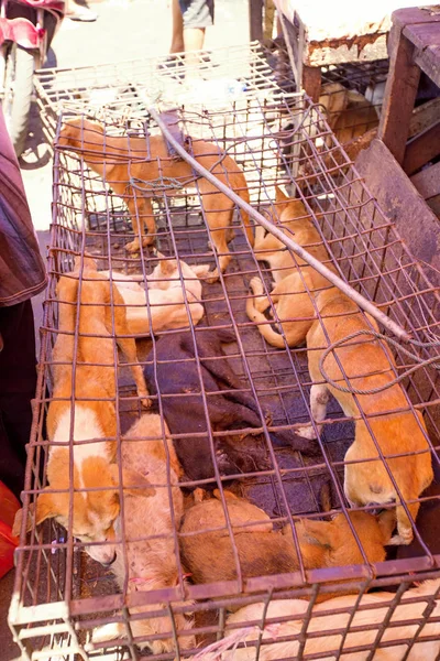 Bestimmung Von Hunden Zum Essen Traditioneller Markt Tomohon Stadt Sulawesi — Stockfoto