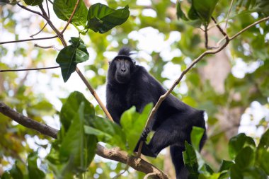 Tepeli siyah macacue, Macaca nigra, ağaç, Tangkoko Milli Parkı, Sulawesi, Endonezya