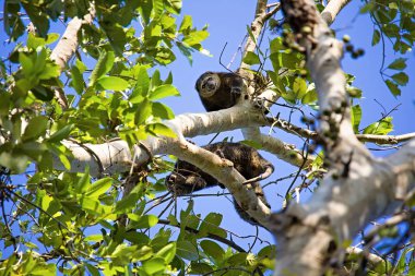 Sulawesi ayı cuscus, endemik Ailurops ursinus, Tangkoko Milli Parkı, Sulawesi, Endonezya