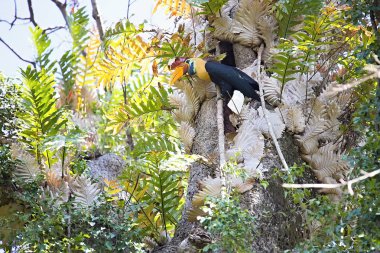 Burda kartallar, Aceros cassidix, yaklaşık 25 m.Tangkoko Milli Parkı, Sulawesi, Endonezya bir yükseklikte yuva duvarlı kadın beslenen