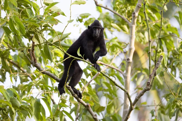 Die Schopfmakaken Macaca Nigra Auf Dem Baum Tangkoko Nationalpark Sulawesi — Stockfoto