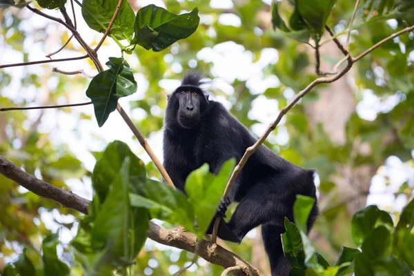 Tarajos Fekete Macacue Macaca Nigra Tangkoko Nemzeti Park Celebesz Indonézia — Stock Fotó