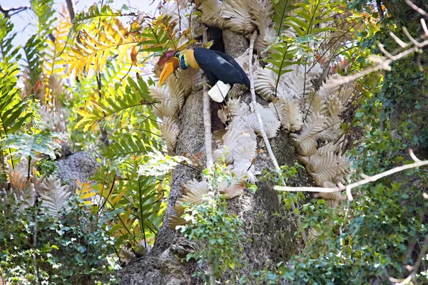 Noppenvogel Aceros Cassidix Gefüttert Ummauerte Weibchen Auf Dem Nest Einer — Stockfoto