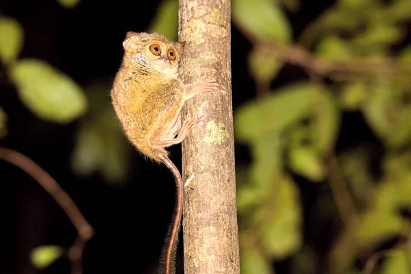 Très Rare Spectral Tarsier Spectre Tarsius Parc National Tangkoko Sulawesi — Photo