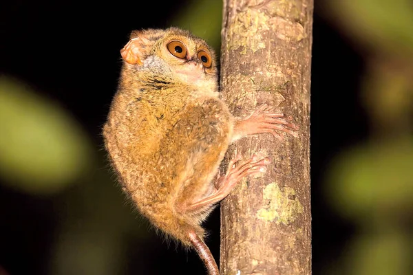 Très Rare Spectral Tarsier Spectre Tarsius Parc National Tangkoko Sulawesi — Photo