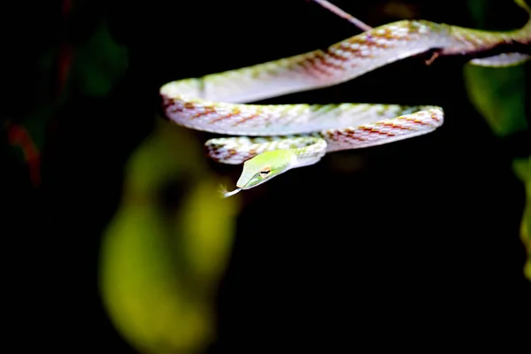 Wąż Rodzaj Ahaetulla Park Narodowy Tangkoko Sulawesi Indonezja — Zdjęcie stockowe