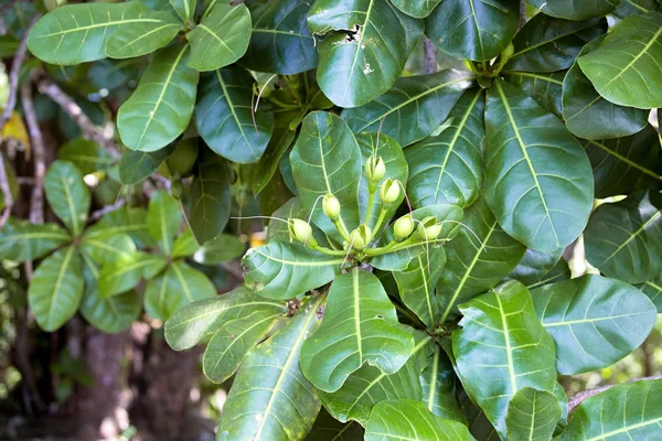 Vegetación Costera Parque Nacional Tangkoko Sulawesi Indonesia —  Fotos de Stock