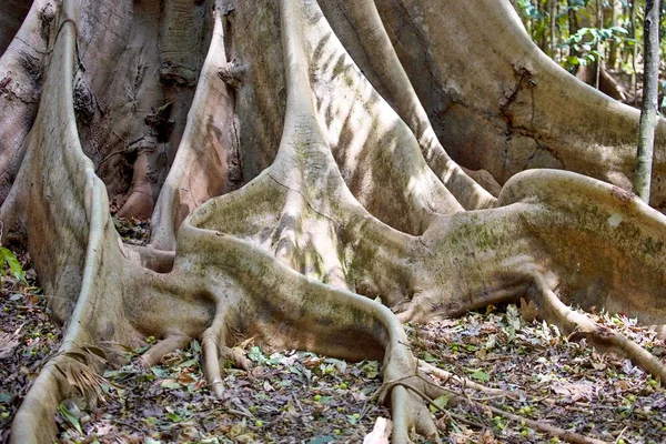 Raíces Masivas Árboles Selva Tropical Primaria Tabular Parque Nacional Tangkoko — Foto de Stock