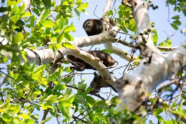 Endémique Sulawesi Bear Cuscus Ailurops Ursinus Parc National Tangkoko Sulawesi — Photo