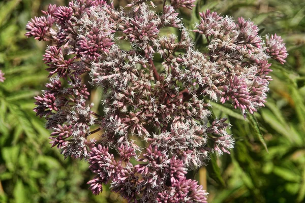 Florece Las Montañas Alishan Taiwán —  Fotos de Stock