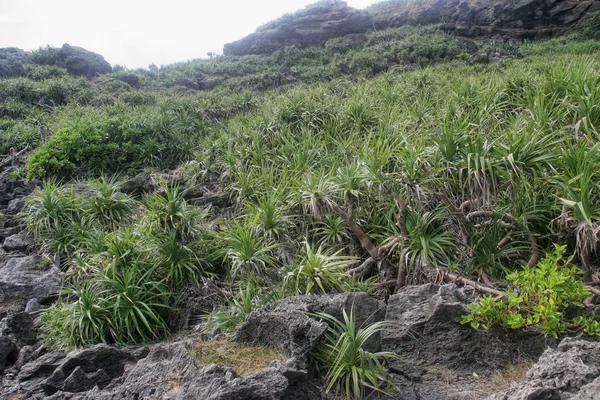 Vegetação Sul Ilha Forma Pandanus Taiwan — Fotografia de Stock