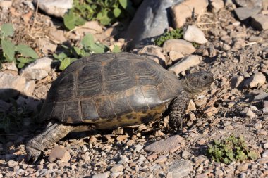 kara kaplumbağa Testudo graeca, Türkiye