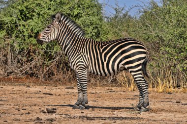 Aygır Grant'ın zebra, Equus quagga boehmi, Güney Luangwa Milli Parkı, Zambiya