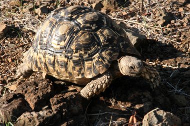 Leopar kaplumbağa, Victoria falls Güney Afrika Stigmochelys pardalis
