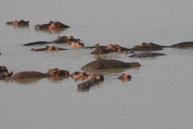 Hippopotas Güney Luangwa nehir, Zambiya sürüsü