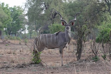 Erkek büyük Kudu, yayılım gösterir: strepsiceros, Güney Luangwa, Zambiya