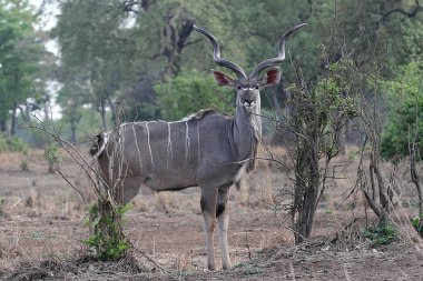 Erkek büyük Kudu, yayılım gösterir: strepsiceros, Güney Luangwa, Zambiya