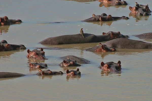 Stado Hippopotas South Luangwa River Zambia — Zdjęcie stockowe