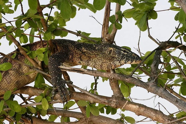 Közös Nílusi Varánusz Varanus Niloticus Viktória Vízesés Zimbabwe — Stock Fotó