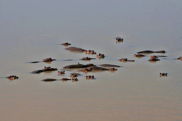 Eine Herde Flusspferde Südlichen Luangwa Fluss Sambia — Stockfoto