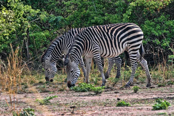 Zebra Grant Equus Quagga Boehmi Parque Nacional Sul Luangwa Zâmbia — Fotografia de Stock