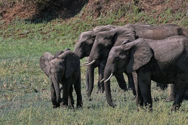 Afrikanischer Elefant Loxodonta Africana Südlichen Luangwa Nationalpark Sambia — Stockfoto