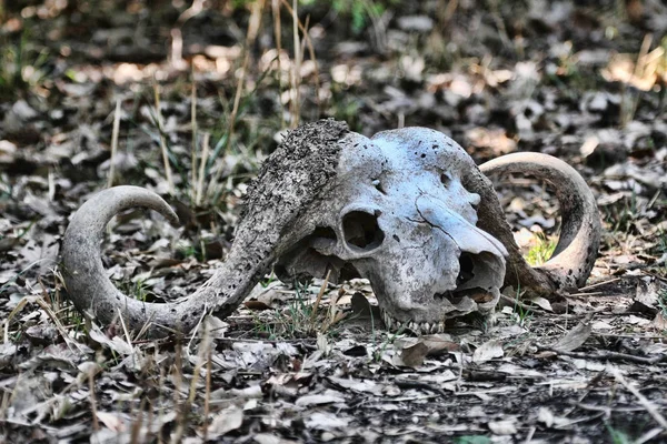 Dried skull buffalo, in the South Luangwa National Park, Zambia