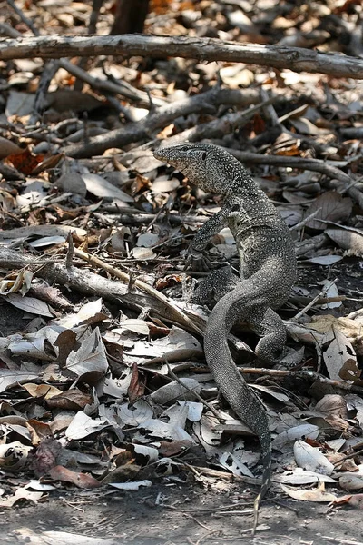 Wspólne Waran Nilowy Varanus Niloticus Victoria Falls Zimbabwe — Zdjęcie stockowe